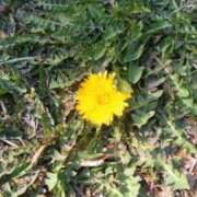 ヒメ日記 2026/03/16 08:31 投稿 いずみ 熊谷人妻城