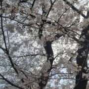 ヒメ日記 2026/03/30 07:36 投稿 いずみ 熊谷人妻城