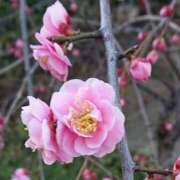 ヒメ日記 2026/03/30 11:46 投稿 沢峰 紗由 人妻セレブ宮殿