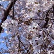 ヒメ日記 2026/03/29 20:25 投稿 星月ゆの 人妻コレクション