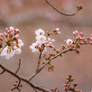 ヒメ日記 2026/03/22 08:48 投稿 野中あゆか 人妻コレクション