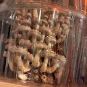 ヒメ日記 2026/03/21 12:18 投稿 夏目　うらら 未熟な人妻