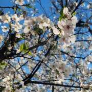 ヒメ日記 2026/04/05 00:52 投稿 りく 熟女の風俗最終章 本厚木店