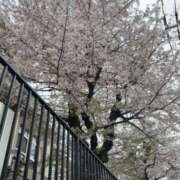 ヒメ日記 2026/04/04 12:50 投稿 かなの 逆バニーメンズエステ とろとろオイルSPA