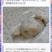 ヒメ日記 2026/08/18 21:07 投稿 ふうか 茨城日立ちゃんこ