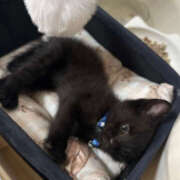 ヒメ日記 2026/02/07 17:40 投稿 ちほ Queen Angel(クイーンエンジェル)