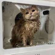 ヒメ日記 2026/02/11 07:33 投稿 ちほ Queen Angel(クイーンエンジェル)