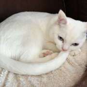 ヒメ日記 2026/02/13 12:13 投稿 ちほ Queen Angel(クイーンエンジェル)