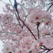 ヒメ日記 2026/04/01 04:32 投稿 夢華-Yumeka- 姉新地