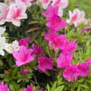 ヒメ日記 2026/03/24 06:27 投稿 あき 奥様の実話 谷九店