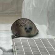 ヒメ日記 2026/08/20 13:48 投稿 るり clubさくら難波店