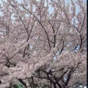 ヒメ日記 2026/04/07 17:01 投稿 しゅり ビギナーズ和歌山