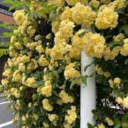 ヒメ日記 2026/04/16 09:24 投稿 ゆうり 泡の伝道師