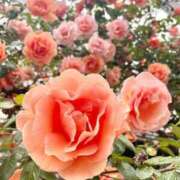 ヒメ日記 2026/04/24 17:14 投稿 ゆうり 泡の伝道師