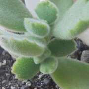 ヒメ日記 2026/02/16 09:04 投稿 【S】めぐ ウルトラセレブリティ