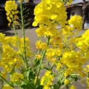 【S】めぐ もう春ですね ウルトラセレブリティ