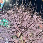 ヒメ日記 2026/03/28 12:58 投稿 すい 聖女(マリア)