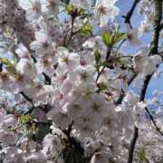 ヒメ日記 2026/04/13 08:11 投稿 すい 熟女の風俗最終章 宇都宮店