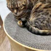 ヒメ日記 2026/04/05 10:10 投稿 佐々木あい ミセスの癒しエステ