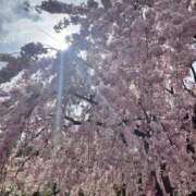 ヒメ日記 2026/03/30 20:54 投稿 みな クラブ貴公子