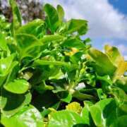 ヒメ日記 2026/04/04 22:59 投稿 みしん ミラー