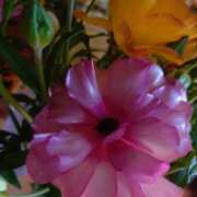 ヒメ日記 2026/04/12 00:01 投稿 みしん ミラー