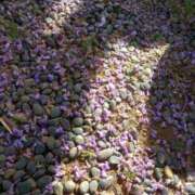 みしん 紫の花の人 ミラー