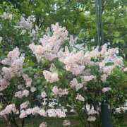 ヒメ日記 2026/05/23 15:34 投稿 ここ Lesson.1 札幌校