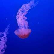 ヒメ日記 2026/03/23 21:05 投稿 みずき 東京エステコレクション 新橋・銀座