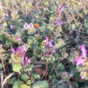 ヒメ日記 2026/02/26 12:55 投稿 もも☆ちぃかわお姫様に萌えきゅん ジャックと豆の木