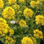 ヒメ日記 2026/03/06 13:30 投稿 もも☆ちぃかわお姫様に萌えきゅん ジャックと豆の木