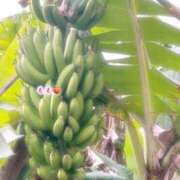 ヒメ日記 2026/03/11 00:30 投稿 もも☆ちぃかわお姫様に萌えきゅん ジャックと豆の木