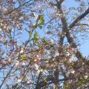 ヒメ日記 2026/04/13 07:27 投稿 もも☆ちぃかわお姫様に萌えきゅん ジャックと豆の木