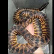 ヒメ日記 2026/02/08 20:18 投稿 すい ハピネス＆ドリーム 松山道後温泉