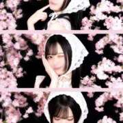 もね みんなは桜見た？🌸🤍 ビギナーズ神戸