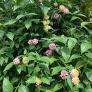 ヒメ日記 2026/04/04 12:27 投稿 澄白衣千花 お姉さんCLUB