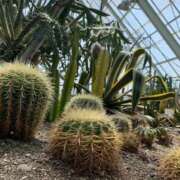 澄白衣千花 サボテンのように🌵 お姉さんCLUB