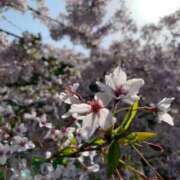 ヒメ日記 2026/04/08 09:12 投稿 澄白衣千花 お姉さんCLUB