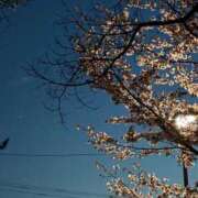 ヒメ日記 2026/04/11 20:03 投稿 澄白衣千花 お姉さんCLUB