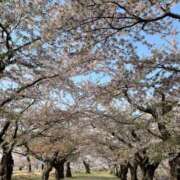 ヒメ日記 2026/04/25 14:12 投稿 澄白衣千花 お姉さんCLUB
