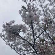 ヒメ日記 2026/04/11 15:42 投稿 はるな 鹿児島ちゃんこ 薩摩川内店