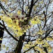 ヒメ日記 2026/04/04 14:02 投稿 カリン ルパン