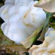 ヒメ日記 2026/04/04 05:39 投稿 みくる 完熟ばなな八王子