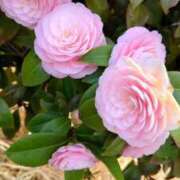 ヒメ日記 2026/04/06 13:09 投稿 みくる 完熟ばなな八王子