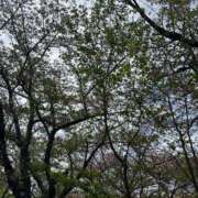 ヒメ日記 2026/04/13 10:29 投稿 ゆうな 京都ホテヘル倶楽部