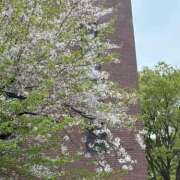 ヒメ日記 2026/04/07 08:59 投稿 ♡ちはる♡ Premier(プレミア)