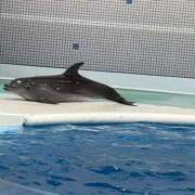 ヒメ日記 2026/09/06 08:05 投稿 みみ バイオレンス