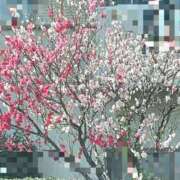 ヒメ日記 2026/03/28 21:20 投稿 宇佐美 HERMINE-エルミネ-