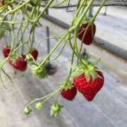 ヒメ日記 2026/04/01 12:39 投稿 宇佐美 HERMINE-エルミネ-