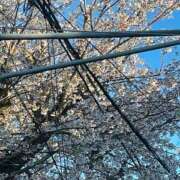 宇佐美 サクラ🌸 HERMINE-エルミネ-